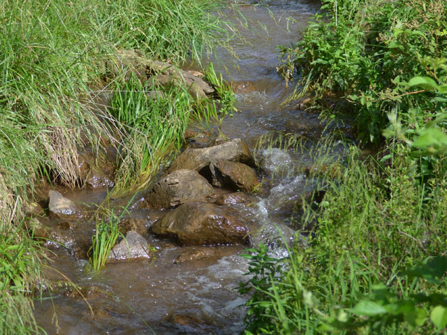 At least one neonicotinoid was found in 63% of 48 stream sample sites in a U.S. Geological Survey study of streams and rivers across the country released this week. (DTN/The Progressive Farmer file photo by Dan Miller)